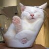 this cat has unconditional love for her glass