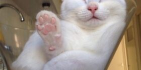 this cat has unconditional love for her glass