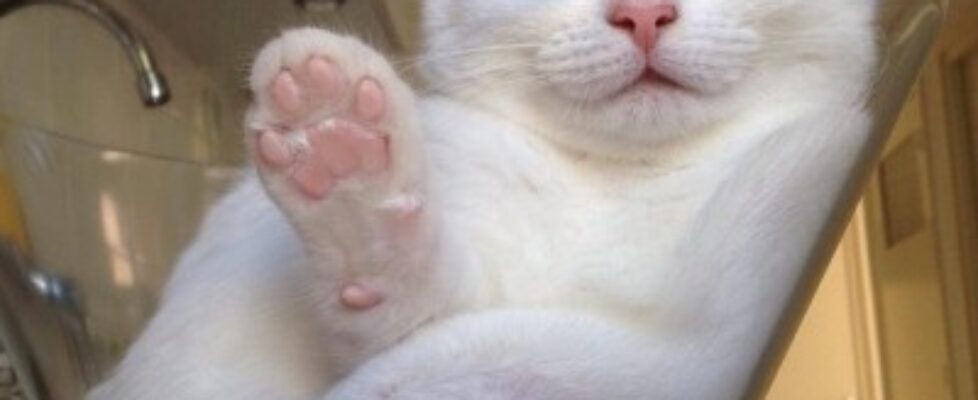 this cat has unconditional love for her glass